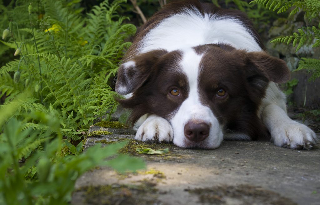 a red and white dog laying on a flagged path, surrounded by lush ferns and other greenery. He rests his chin on his paws, looking at the camera.